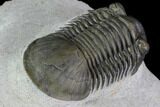 Paralejurus Trilobite Fossil - Excellent Preparation #87576-4